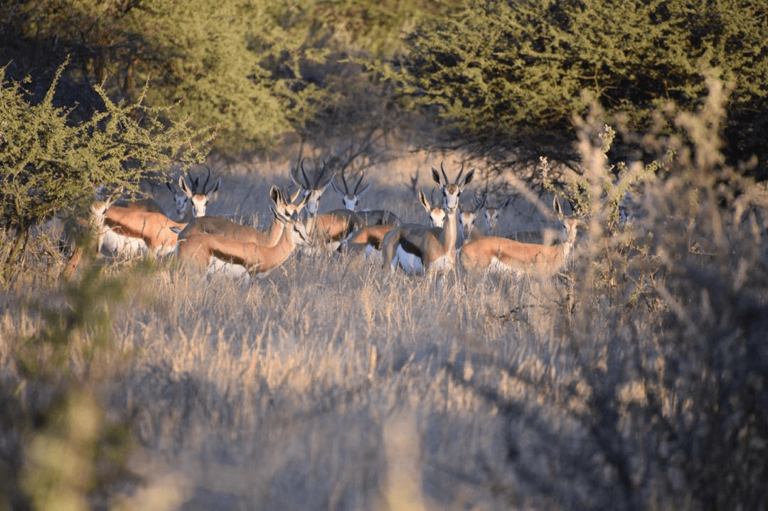 Springbok antelopes in natural Namibian habitat
