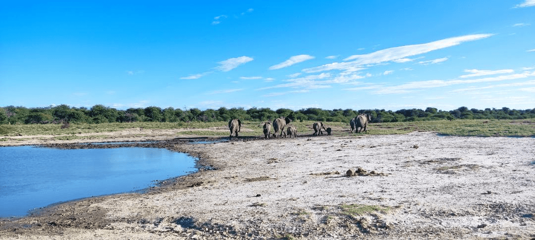 Elephants at waterhole in Namibian wilderness